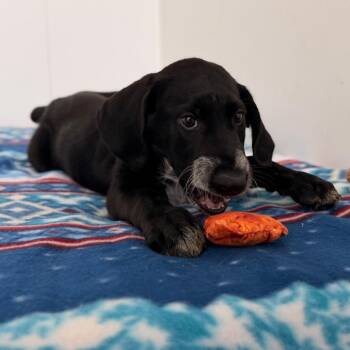 Bluetick Coonhound and German Shorthaired Pointer Dogs Available for Adoption in Green Bay, Wisconsin - Archer | PetCurious