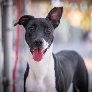 CRICKET -  Greyhound Dog for Adoption in Joshua Tree, California - CRICKET | PetCurious