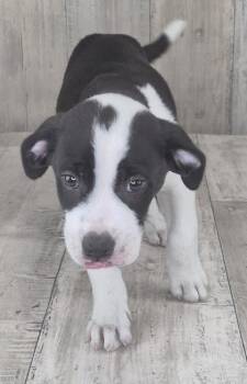 Marco -  Mixed Breed Dog for Adoption in Shreveport, Louisiana - Marco | PetCurious