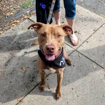Rescue Mixed Breed Dogs for Adoption in Savannah, Georgia - Pip Asher | PetCurious