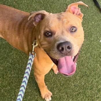 Tank -  Mixed Breed Dog for Adoption in Asheville, North Carolina - Tank | PetCurious