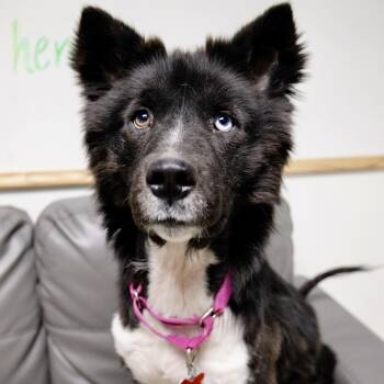 Husky Dogs Available for Adoption in Valparaiso, Indiana - Jazzy | PetCurious