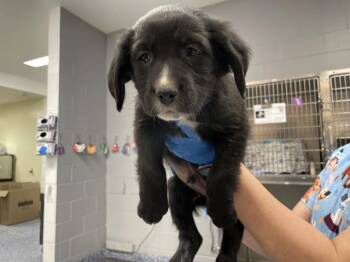 Labrador Retriever and Mixed Breed Dogs Available for Adoption - BENNY | PetCurious