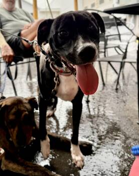 Poppy -  Black Labrador Retriever Dog for Adoption in Avondale, Pennsylvania - Poppy | PetCurious