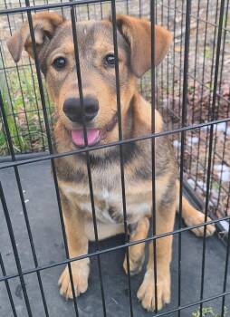 German Shepherd Dog and Labrador Retriever Dogs Available for Adoption in Sanford, North Carolina - Echo | PetCurious