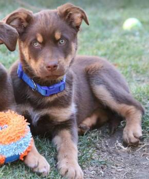 Australian Shepherd Dogs Available for Adoption - Ava | PetCurious