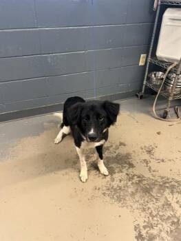 MIYUKI -  Border Collie and Mixed Breed Dog for Adoption in Tallahassee, Florida - MIYUKI | PetCurious