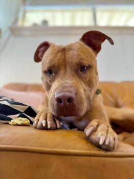 American Staffordshire Terrier and Pit Bull Terrier Dogs Available for Adoption - Buster Butters Softer Than A Crescent Roll | PetCurious