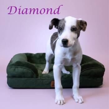Mixed Breed Dogs Available for Adoption - Diamond D26-020 | PetCurious
