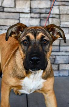Allycia -  German Shepherd Dog and Fox Terrier Dog for Adoption in Yakima, Washington - Allycia | PetCurious