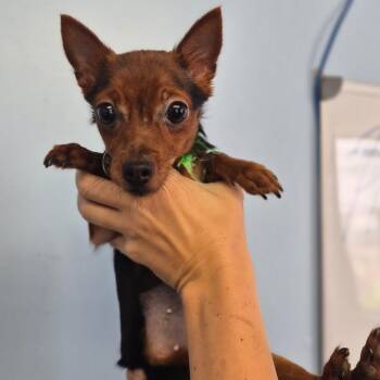 KungKung -  Chihuahua Dog for Adoption in Wahiawa, Hawaii - KungKung | PetCurious