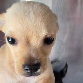 Boogie -  Mixed Breed Dog for Adoption in Leander, Texas - Boogie | PetCurious