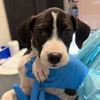 Zeus -  Cattle Dog and Hound Dog for Adoption in Nashville, Tennessee - Zeus | PetCurious