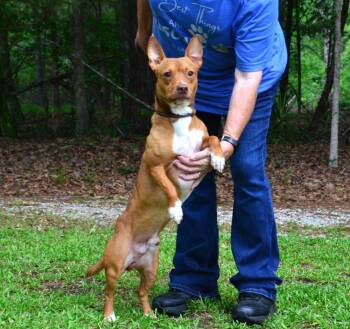 Charlie -  Dachshund Dog for Adoption in Willingboro, New Jersey - Charlie | PetCurious
