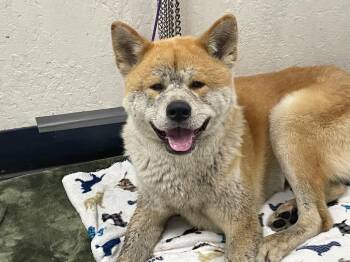 Akita Dogs Available for Adoption in Chico, California - Yogi | PetCurious