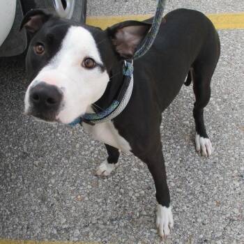 Tuxedo -  Pit Bull Terrier Dog for Adoption in Ottawa, Kansas - Tuxedo | PetCurious