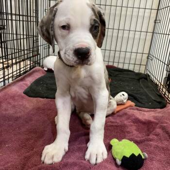 Mixed Breed Dogs Available for Adoption in Port Charlotte, Florida - Bongo | PetCurious