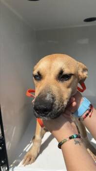 Rescue German Shepherd Dog and Mixed Breed Dogs for Adoption in Houston, Texas - A645194 | PetCurious