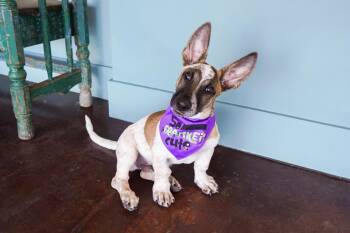 Frankenweenie -  Australian Cattle Dog Blue Heeler and Basset Hound Dog for Adoption in San Antonio, Texas - Frankenweenie | PetCurious