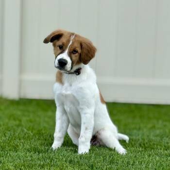 Atlas -  Saint Bernard and Mixed Breed Dog for Adoption in Alma, Wisconsin - Atlas | PetCurious