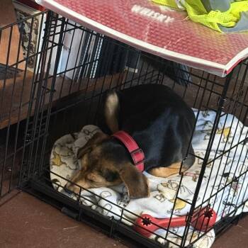 Beagle Dogs Available for Adoption - Willow (Benefactor Puppy) | PetCurious