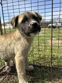 Anatolian Shepherd and Mixed Breed Dogs Available for Adoption - A471187 | PetCurious