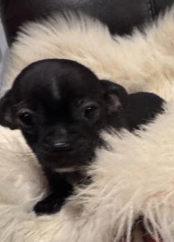 Tray -  Chihuahua Dog for Adoption in Glenwood City, Wisconsin - Tray | PetCurious