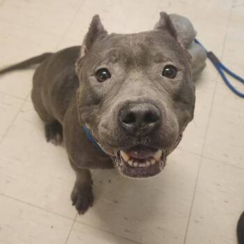 Petunia -  Pit Bull Terrier Dog for Adoption in Denison, Texas - Petunia | PetCurious