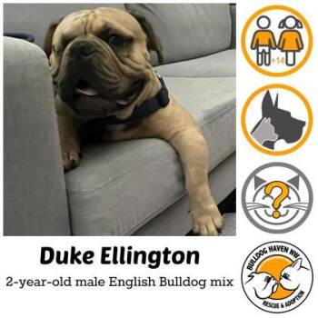 Rescue English Bulldog Dogs for Adoption in Bonney Lake, Washington - DUKE ELLINGTON | PetCurious