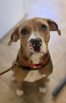 Mastiff Dogs Available for Adoption in Viroqua, Wisconsin - Sam | PetCurious