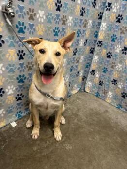 Labrador Retriever Dogs Available for Adoption in Rosenberg, Texas - COBB | PetCurious