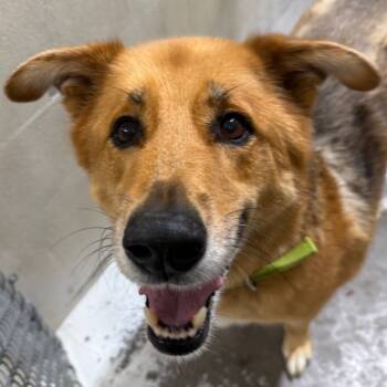 Rescue Husky Dogs for Adoption in Evansville, Indiana - Romeo | PetCurious