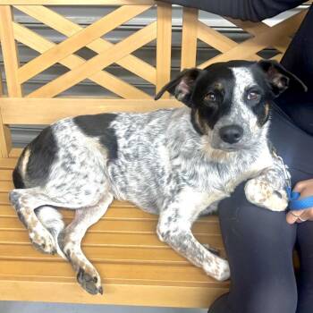 CHOCOLATE -  Australian Cattle Dog Blue Heeler and Mixed Breed Dog Available for Adoption in Richmond, California - CHOCOLATE | PetCurious