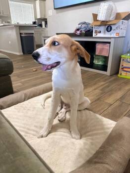 Felix (Bandit) -  Labrador Retriever and Mixed Breed Dog for Adoption in Anthem, Arizona - Felix (Bandit) | PetCurious
