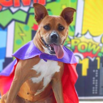 Rescue Boxer and Pit Bull Terrier Dogs for Adoption in Austin, Texas - Gracie Belle JuM* | PetCurious