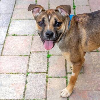 Beagle and German Shepherd Dog Dogs Available for Adoption in St. Louis, Missouri - CADBURY | PetCurious