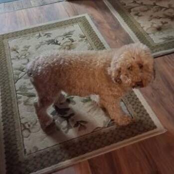 Cockapoo Dogs Available for Adoption in Richboro, Pennsylvania - Mini | PetCurious