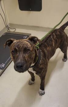 Rescue Pit Bull Terrier Dogs for Adoption in Fremont, California - PUMPERNICKEL | PetCurious