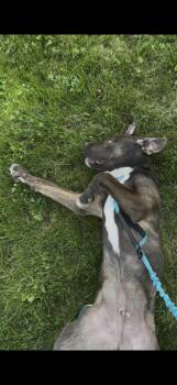 Cobalt -  Pit Bull Terrier and Mixed Breed Dog for Adoption in Lafayette, Colorado - Cobalt | PetCurious