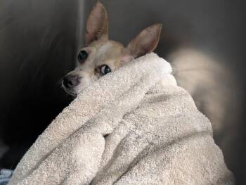 Maya -  Chihuahua Dog for Adoption in Thousand Oaks, California - Maya | PetCurious