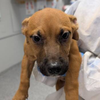 Dice -  Mixed Breed Dog for Adoption in Greenville, South Carolina - Dice | PetCurious