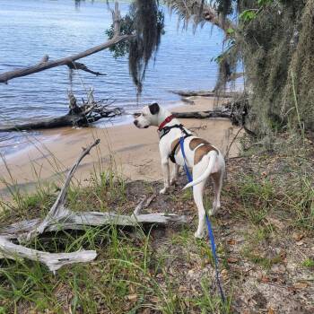Marble -  Hound and Mixed Breed Dog for Adoption in St. Augustine, Florida - Marble | PetCurious
