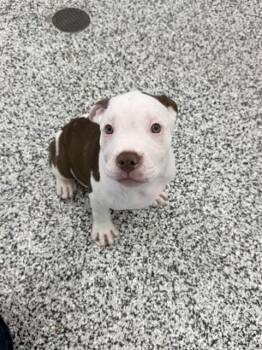CHARMING -  American Bulldog Dog for Adoption in Vaughan, Ontario - CHARMING | PetCurious