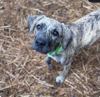 Everlee -  Retriever and Plott Hound Dog for Adoption in Pawleys Island, South Carolina - Everlee | PetCurious