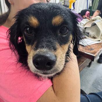 Rescue Australian Shepherd Dogs for Adoption in Blairsville, Georgia - Morticia | PetCurious