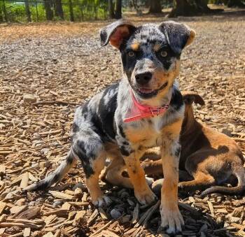 Catahoula Leopard Dog and Australian Cattle Dog Blue Heeler Dogs Available for Adoption in Harlingen, Texas - Perdita | PetCurious