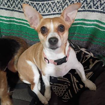 Chihuahua and Mixed Breed Dogs Available for Adoption in Potomac, Maryland - Eden | PetCurious