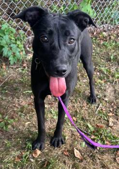 Rescue Black Labrador Retriever Dogs for Adoption in Springfield, Vermont - Nova | PetCurious