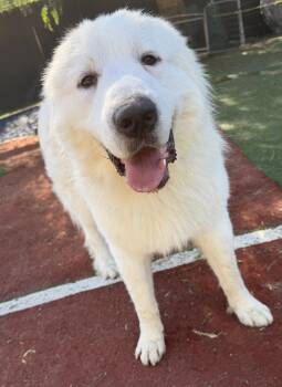 Rescue Great Pyrenees Dogs for Adoption in Carlsbad, California - LOUI | PetCurious