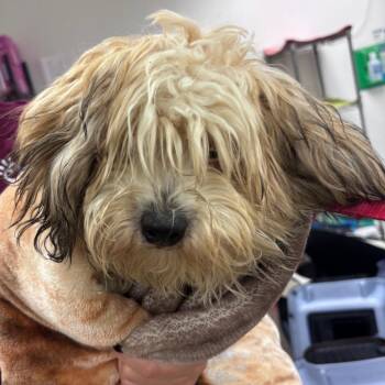 X-Box -  Shih Tzu Dog for Adoption in York, Pennsylvania - X-Box | PetCurious
